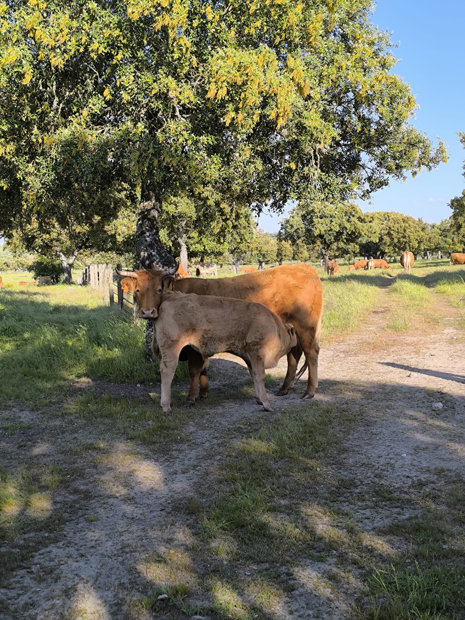 vacas1