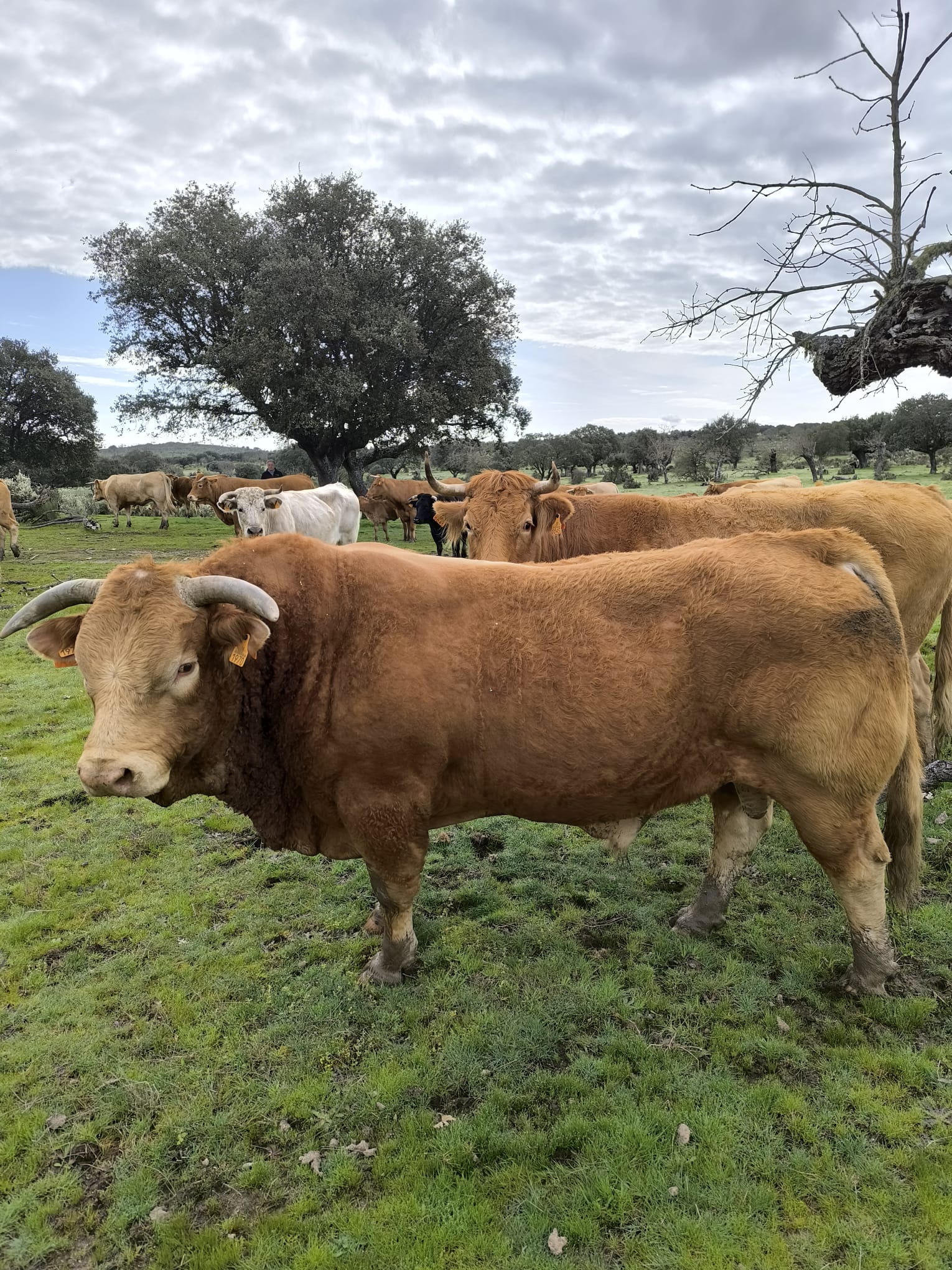 vacas2