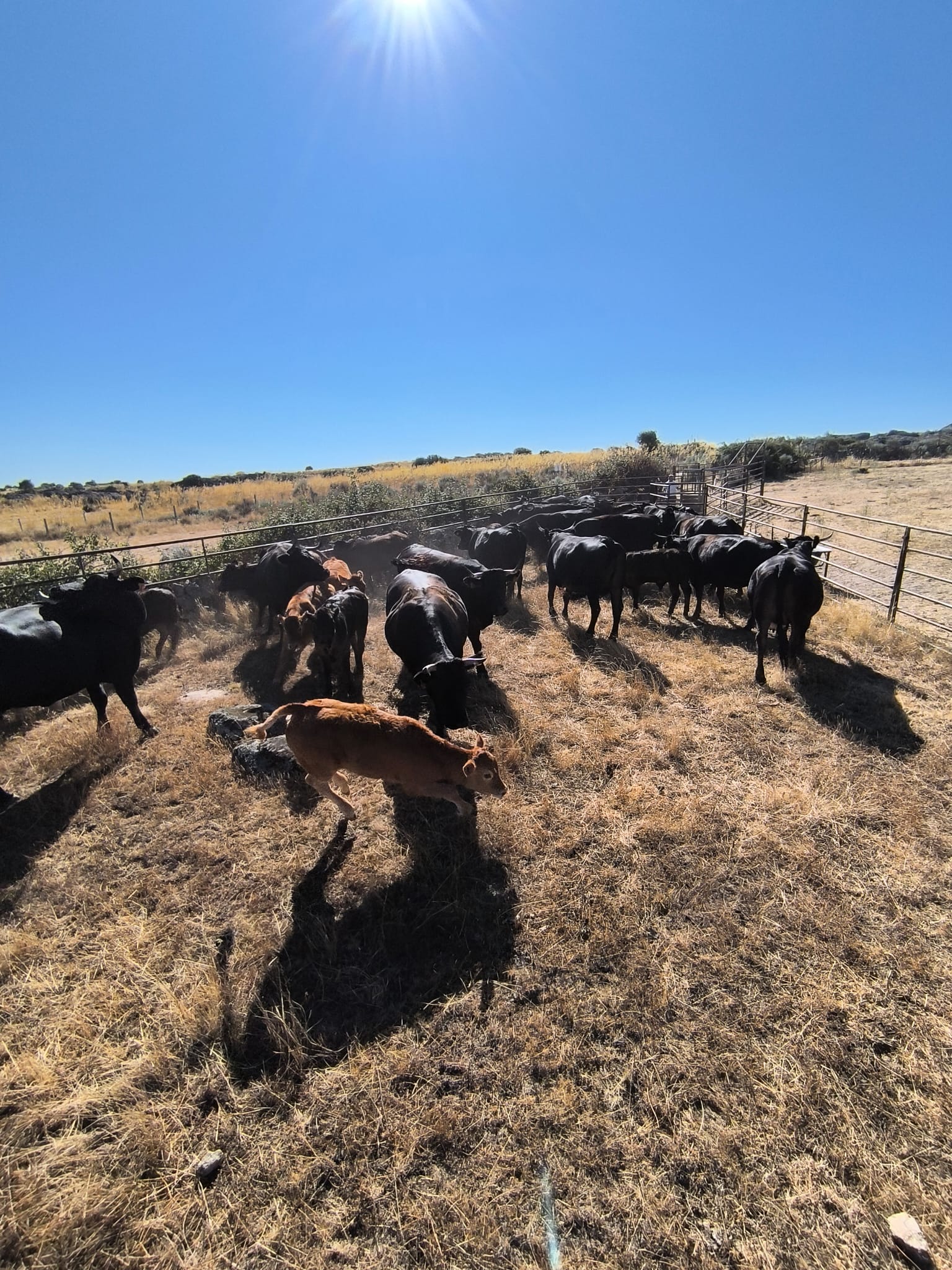vacas6
